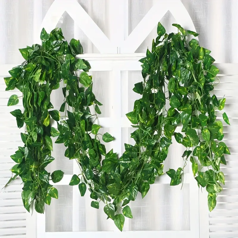 Vigne de Pothos